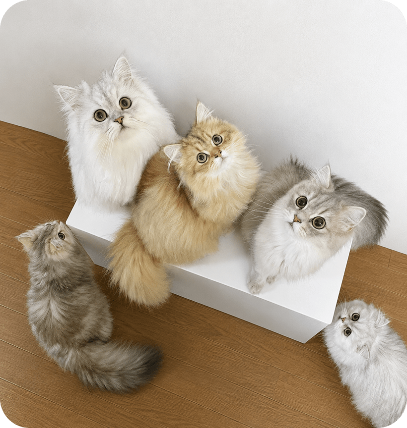 家の中でくつろぐ猫たちの様子