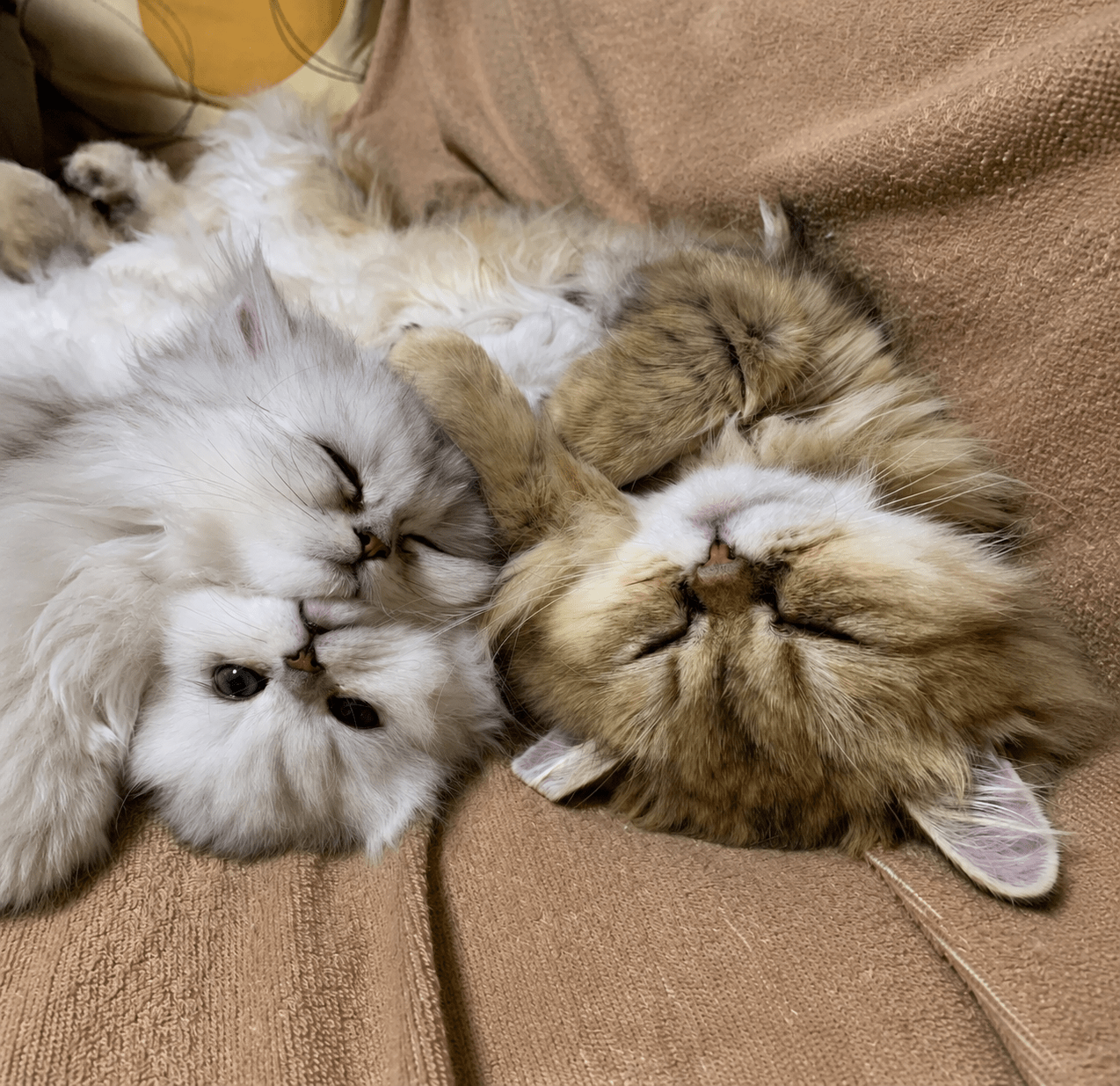 ルルミヌの猫たち