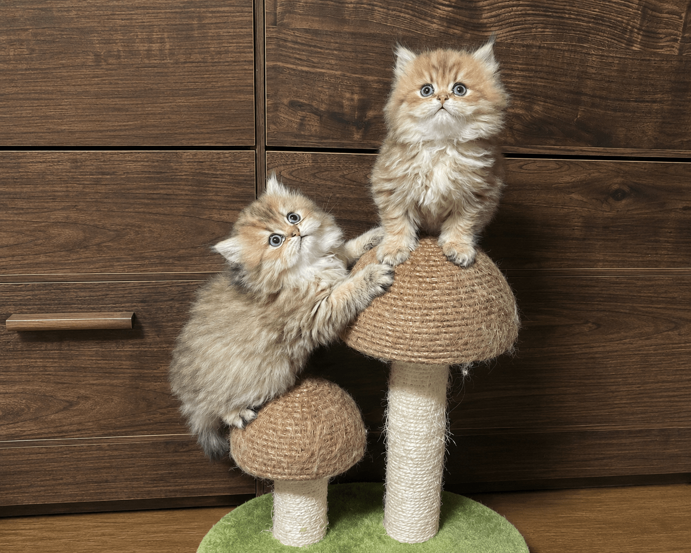猫のイメージ