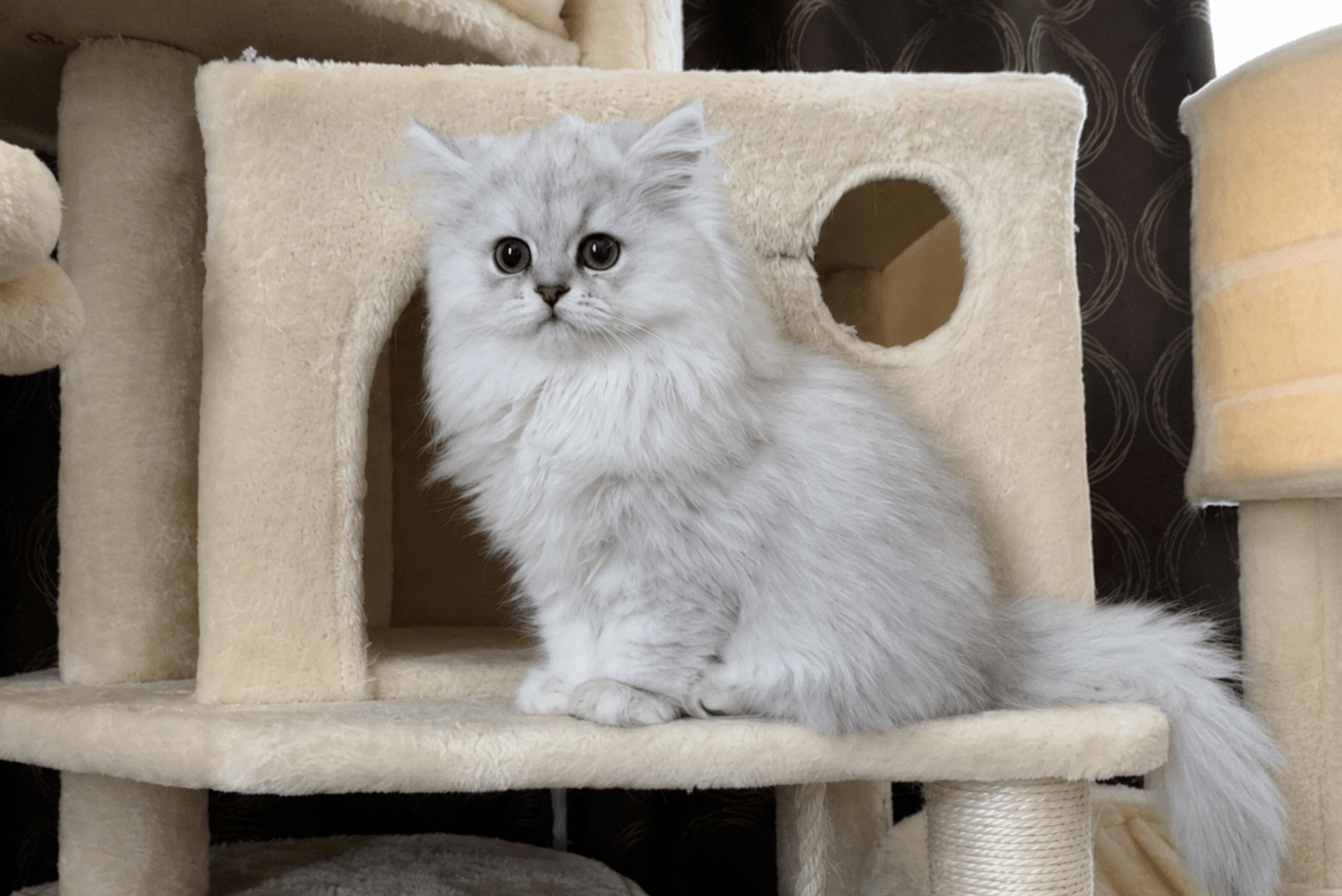 健康的に育てられたペルシャ猫