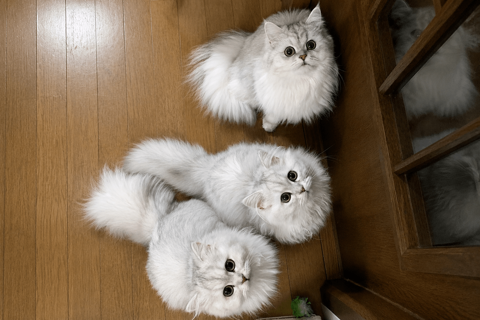 社会性豊かに育っている猫